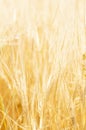 Close-Up of a Golden Wheat Field and Sunny Day. Background of Ripening Ears of Cereals Field Royalty Free Stock Photo