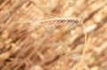 Close-Up of a Golden Wheat Field and Sunny Day. Background of Ripening Ears of Cereals Field Royalty Free Stock Photo