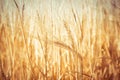 Close-Up of a Golden Wheat Field and Sunny Day. Background of Ripening Ears of Cereals Field Royalty Free Stock Photo