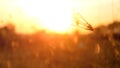 Close up of golden wild grass flowers on the sunset Royalty Free Stock Photo