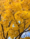 Close-up of golden yellow maple leaves Royalty Free Stock Photo