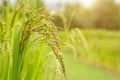 Close up of golden yellow rice ear of rice growing in autumn paddy field organic farm Royalty Free Stock Photo