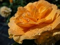 Close-up of golden yellow rose \'Goldtopas\' (Gold Topaz) covered with water droplets Royalty Free Stock Photo