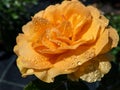 Close-up of golden yellow rose \'Goldtopas\' (Gold Topaz) covered with water droplets Royalty Free Stock Photo