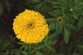 Close up of Golden Yellow Tagetes marigold flower Royalty Free Stock Photo