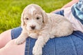 Close up of Goldendoodle puppy of light colors laying on woman's legs