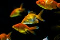 Close-up of Goldfish in aquarium Royalty Free Stock Photo