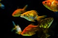 Close-up of Goldfish in aquarium Royalty Free Stock Photo