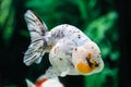 Close up Goldfish in aquarium Royalty Free Stock Photo