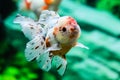 Close up Goldfish in aquarium Royalty Free Stock Photo