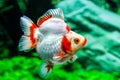 Close up Goldfish in aquarium Royalty Free Stock Photo