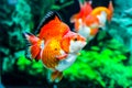 Close up Goldfish in aquarium Royalty Free Stock Photo