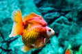 Close up Goldfish in aquarium Royalty Free Stock Photo