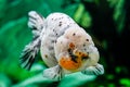 Close up Goldfish in aquarium Royalty Free Stock Photo