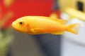 Close up of a goldfish in an aquarium, side view Royalty Free Stock Photo