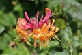 Close up of a Goldflame Honeysuckle flower Royalty Free Stock Photo