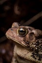 Close up of goldleaf looking eye and left side face portrait of Eastern American Toad isolated with mostly dark blurry background Royalty Free Stock Photo