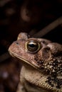 Close up of goldleaf looking eye and left side face portrait of Eastern American Toad isolated with mostly dark blurry background Royalty Free Stock Photo