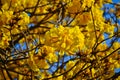 Close-up goled tree flower (yellow pui) Royalty Free Stock Photo