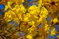 Close-up goled tree flower (yellow pui) Royalty Free Stock Photo