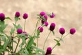 Close up of Gomphrena globosa in the garden. Globe amaranth or Gomphrena globosa, globe Amaranth. Royalty Free Stock Photo