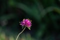 Gomphrena pulchella Fireworks flower in a garden.Selective focus pink flower.