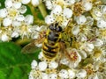 Yellow-haired Sun Fly - Myathropa florea feeding on cotoneaster flowers