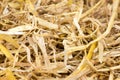 Close up of good quality straw bedding.