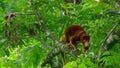 Goodfellow Tree Kangaroo climbing on canopy tree