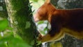 Goodfellow Tree Kangaroo climbing on canopy tree