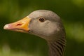 Close up of a goose