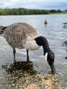 Close-up of a goose drinking water in a pond Royalty Free Stock Photo