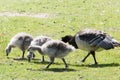 Close up of goose family perching on grassy field Royalty Free Stock Photo