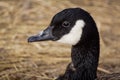 Close up of a goose on field Royalty Free Stock Photo
