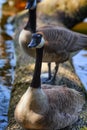 Close up of a goose sitting on a log at waters edge Royalty Free Stock Photo