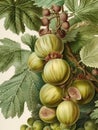 Close-up of a gooseberry plant with fruits on it illustration in watercolor style. AI generated