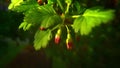 Close up of gooseberry shoots on a branch on a green background. Erries in the garden