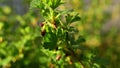 Close up of gooseberry shoots on a branch on a green background. Erries in the garden
