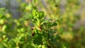 Close up of gooseberry shoots on a branch on a green background. Erries in the garden