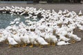 Close-up gooses in the poultry farm Royalty Free Stock Photo