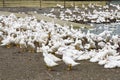 Close-up gooses in the poultry farm Royalty Free Stock Photo