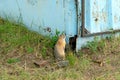 Close-up of a gopher near its burrow. Lives in a garage