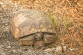 Gopher Tortoise Sitting on the side of Road Royalty Free Stock Photo