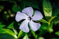 Close-up of gorgeous blue blooming blossoming flower of vinca major periwinkle with bright green leaves on sunny day. Royalty Free Stock Photo