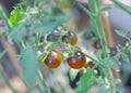 Close-up gorgeous Midnight Snack Tomato, an indigo-type cherry tomatoes purplish-brown, red centers color show healthy