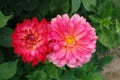 A close up of gorgeous pink dahlias of the `Ekaterina` variety in the garden