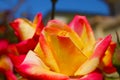 A close up of a gorgeous red and yellow rose in the garden surrounded by lush green leaves at Leo Carrillo State Beach Royalty Free Stock Photo