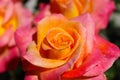 A close up of a gorgeous red and yellow rose in the garden surrounded by lush green leaves at Leo Carrillo State Beach Royalty Free Stock Photo