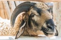 Close-up gorgeous sheep with horns, looking up portrait