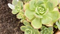 Close-up of gorgeous succulent Echeveria plant in soil, from Crassulaceae family. Succulent plant shaped like a rose. Royalty Free Stock Photo